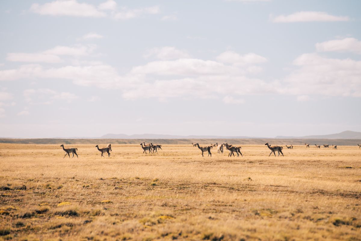Pole2Pole trwa - Marek Kamiński po pierwszych etapach wyprawy